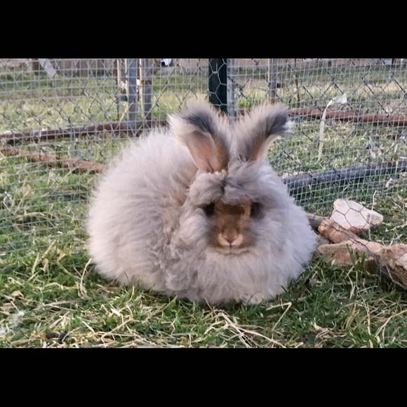 Meet your Posher, Kelly - Picture 7 of 8